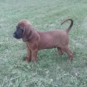 Meet your Posher, Bonnie